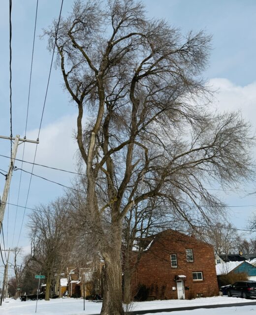 Tree Removal Erie PA