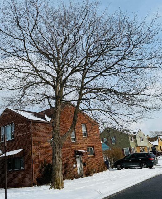 Tree Service Erie, PA